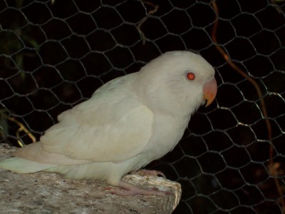 Albino.JPG
